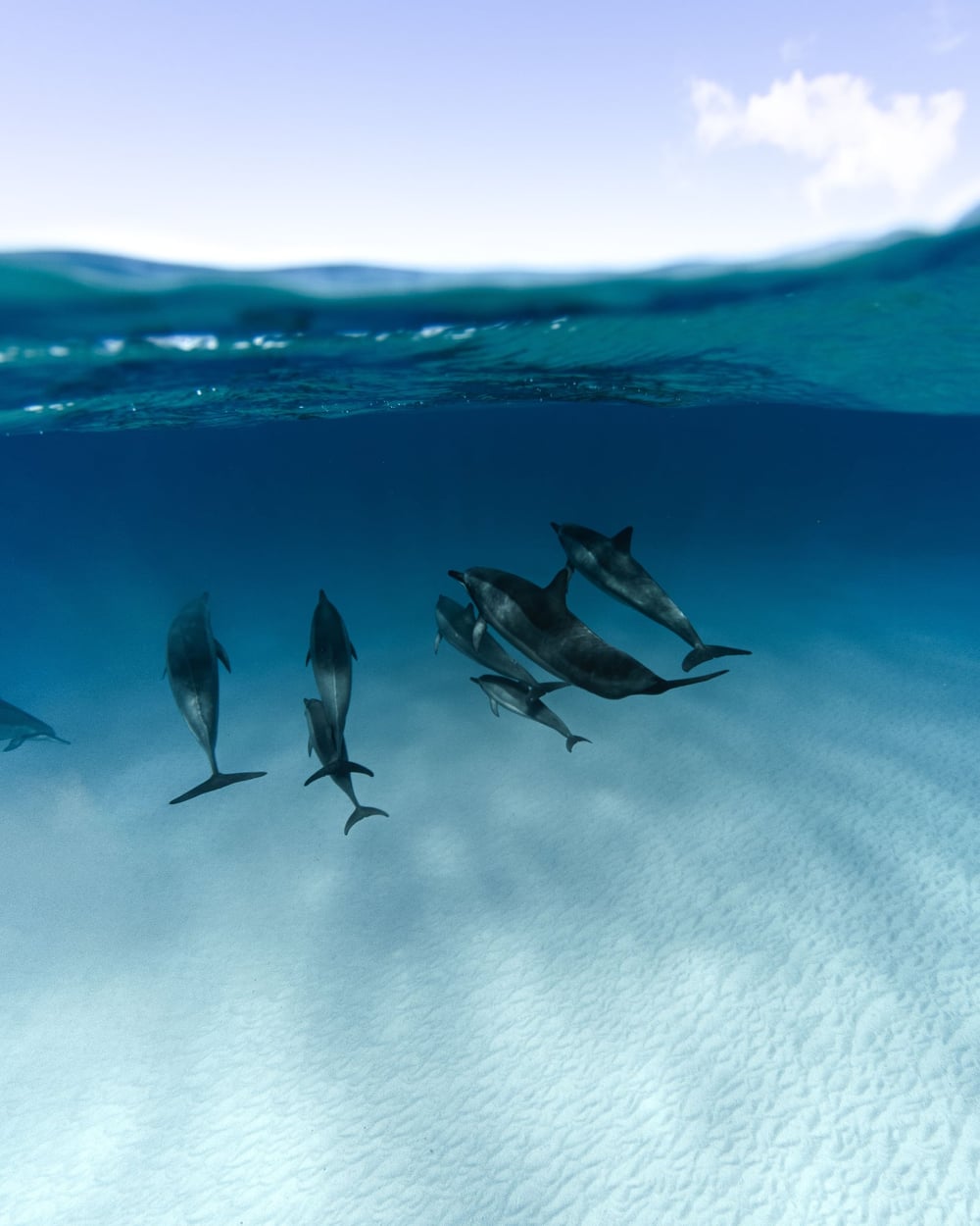 Dolphins swimming in the Sataya lagoon