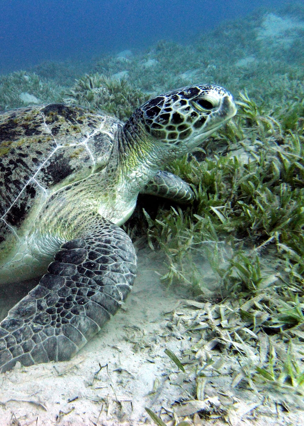 Sea turtle grazing on seagrass at Marsa Mubarak