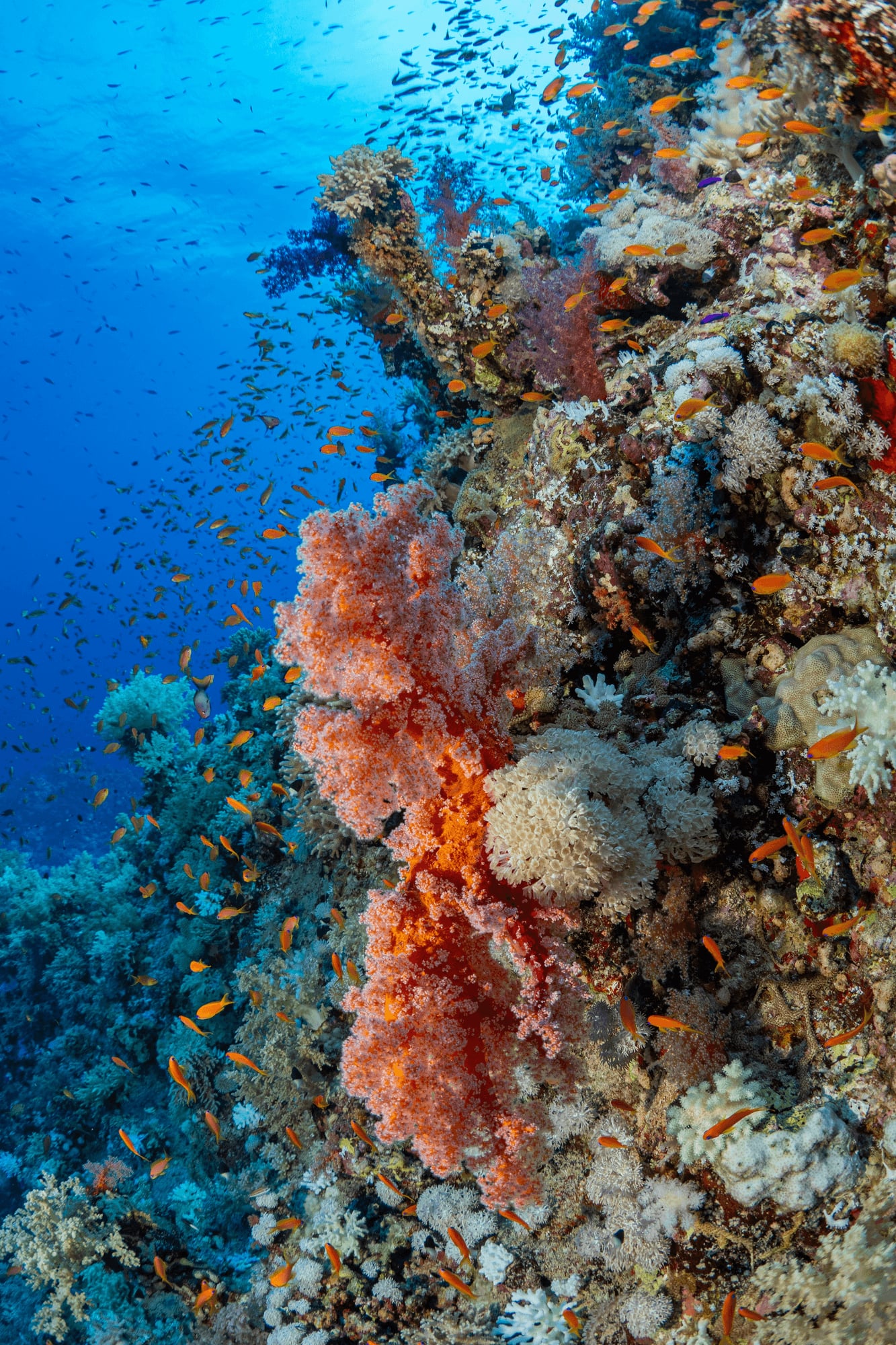 Coral and tropical fish on the reef at the Qulaan Islands