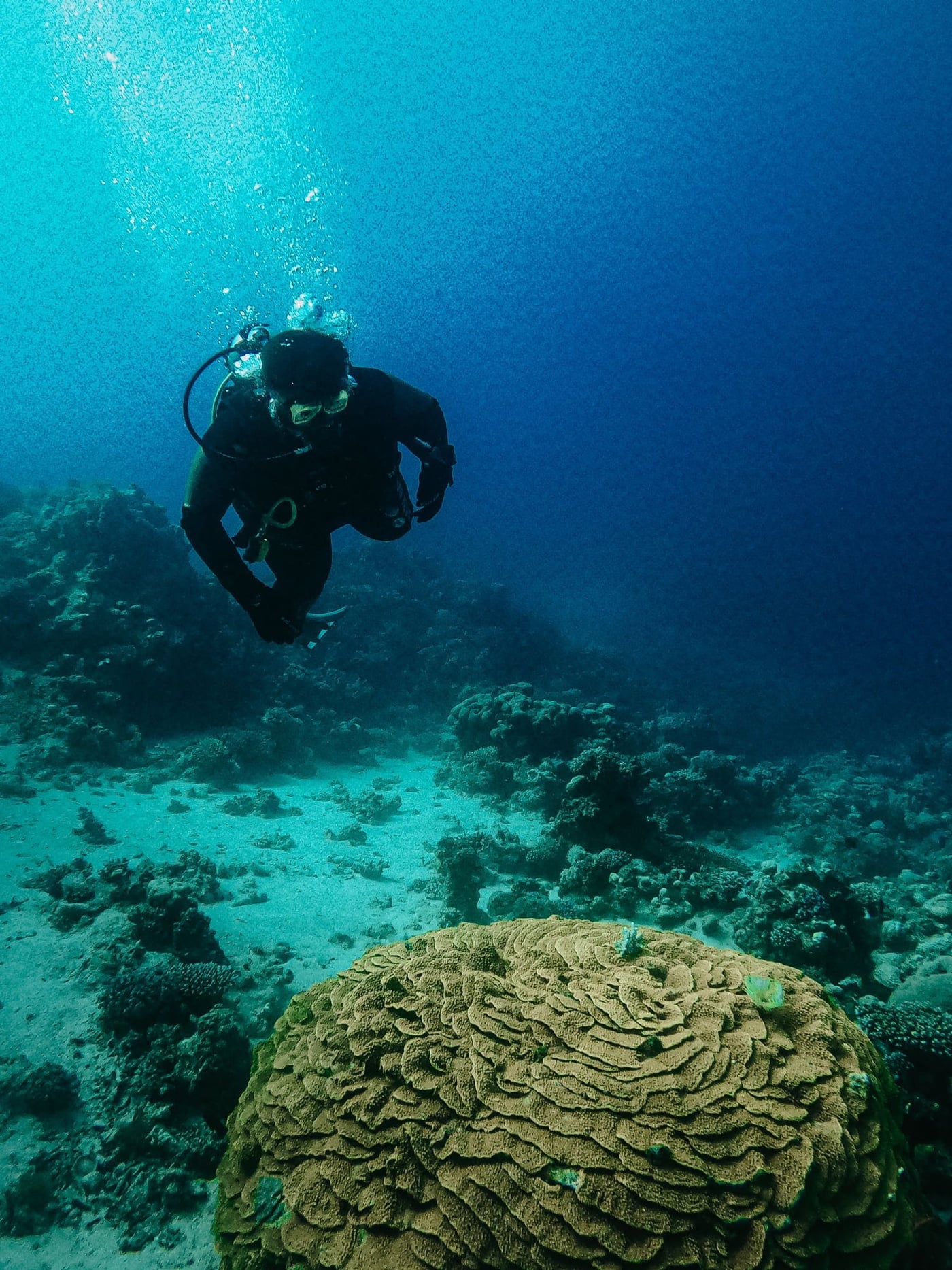 Diver gliding above a large coral formation in the Red Sea